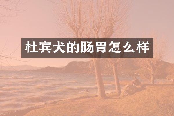 杜宾犬的肠胃怎么样