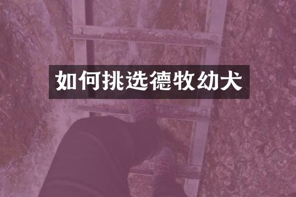 如何挑选德牧幼犬