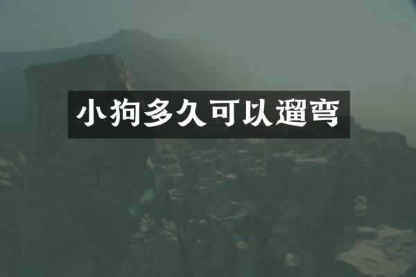小狗多久可以遛弯