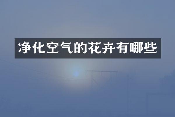 净化空气的花卉有哪些