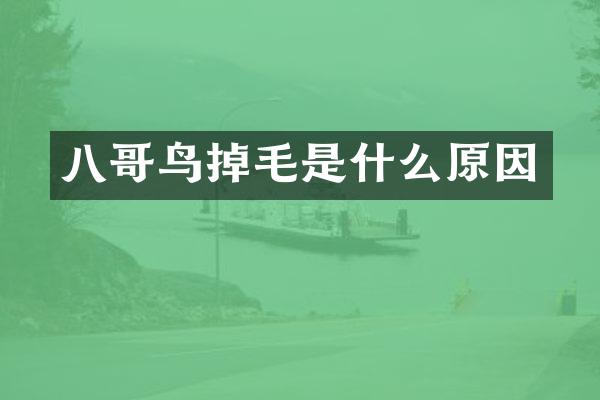 八哥鸟掉毛是什么原因