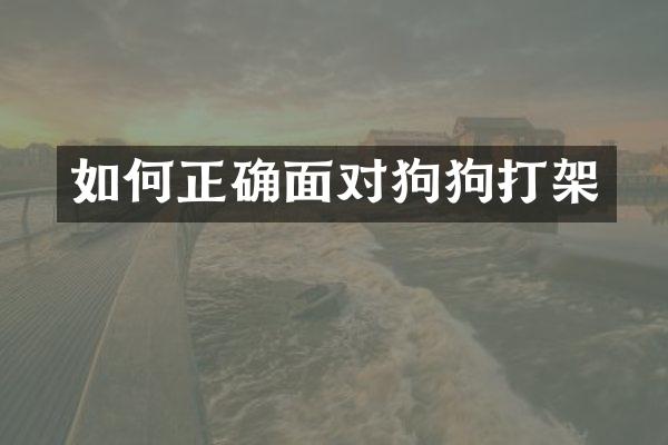 如何正确面对狗狗打架