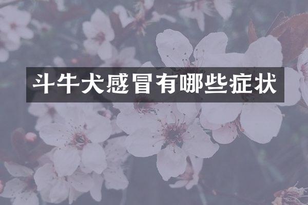 斗牛犬感冒有哪些症状