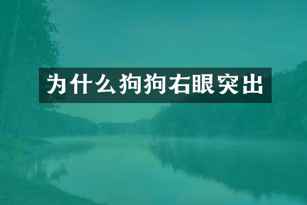 为什么狗狗右眼突出