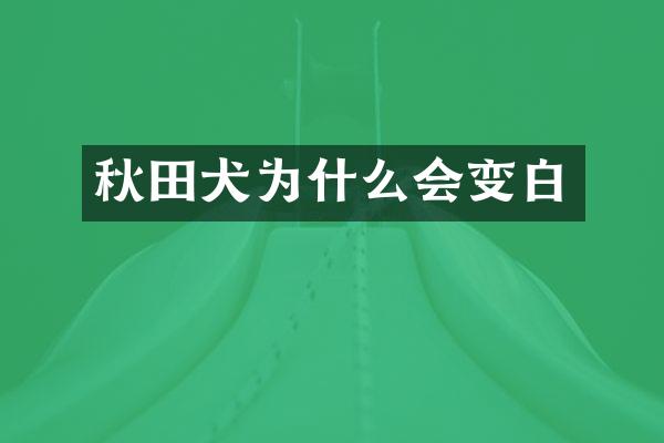 秋田犬为什么会变白