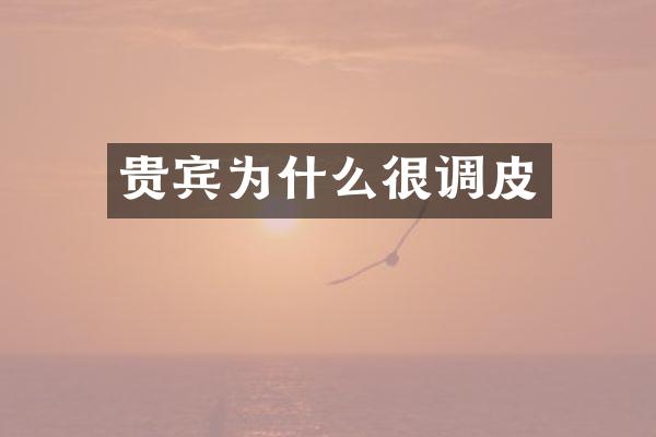 贵宾为什么很调皮