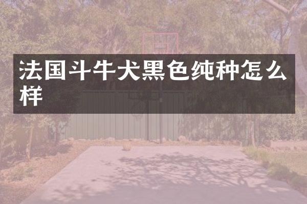 法国斗牛犬黑色纯种怎么样