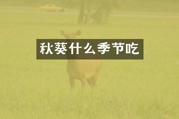 秋葵什么季节吃