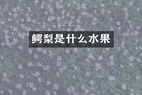鳄梨是什么水果