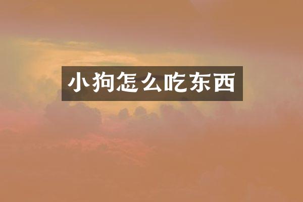小狗怎么吃东西