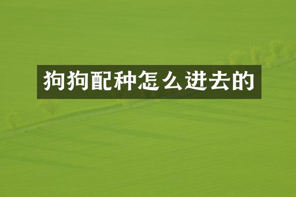狗狗配种怎么进去的