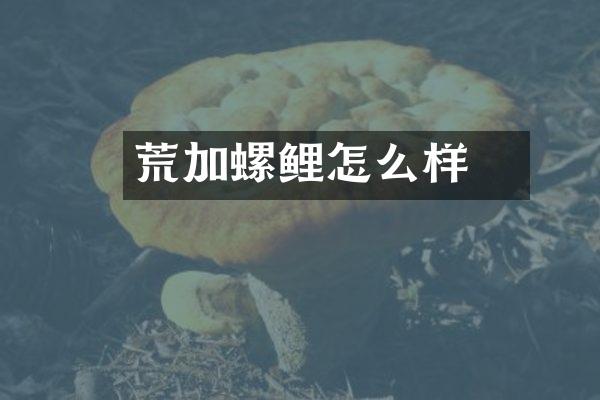 荒喰加螺鲤怎么样
