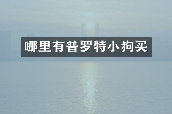 哪里有普罗特小狗买