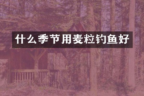 什么季节用麦粒钓鱼好