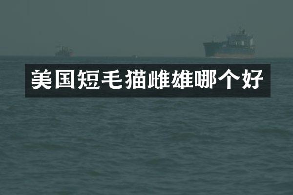 美国短毛猫雌雄哪个好