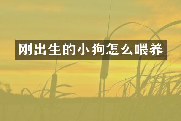刚出生的小狗怎么喂养
