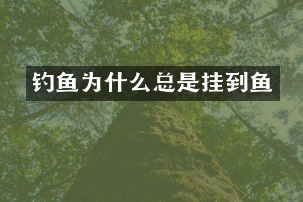 钓鱼为什么总是挂到鱼
