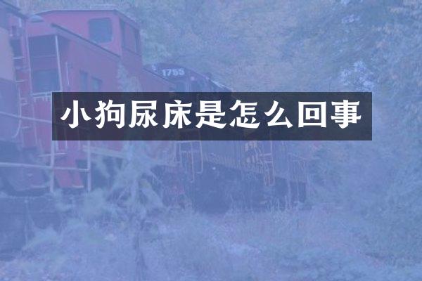 小狗尿床是怎么回事