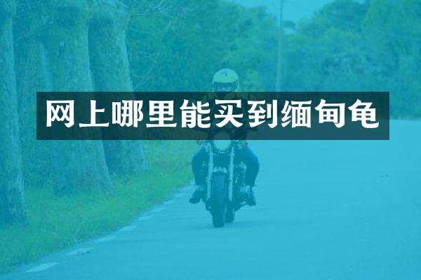 网上哪里能买到缅甸龟