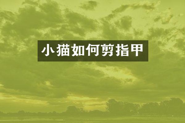 小猫如何剪指甲