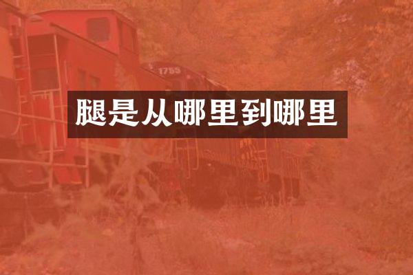 腿是从哪里到哪里