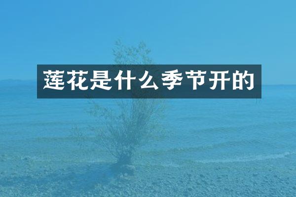 莲花是什么季节开的