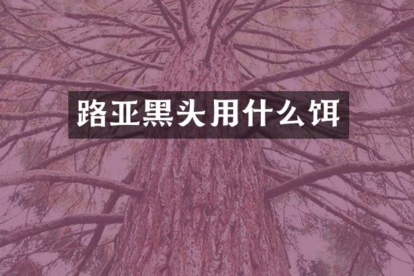 路亚黑头用什么饵