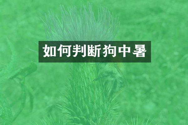 如何判断狗中暑