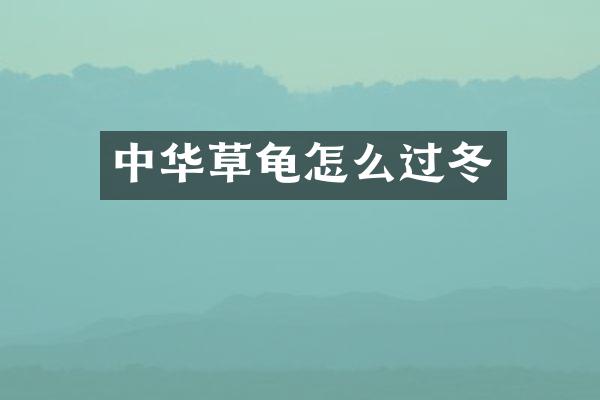 中华草龟怎么过冬