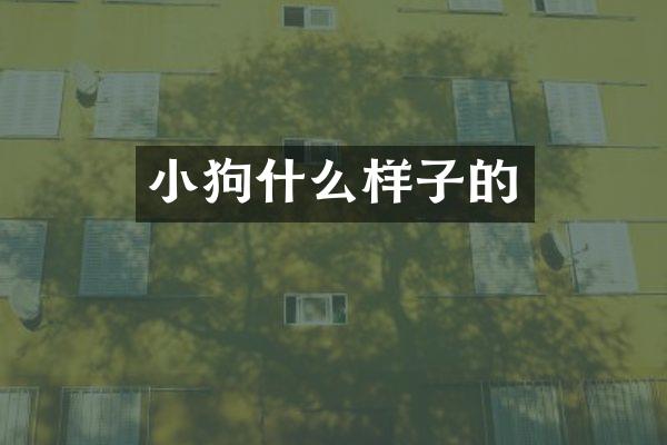 小狗什么样子的