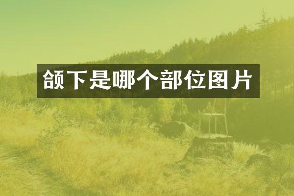 颌下是哪个部位图片