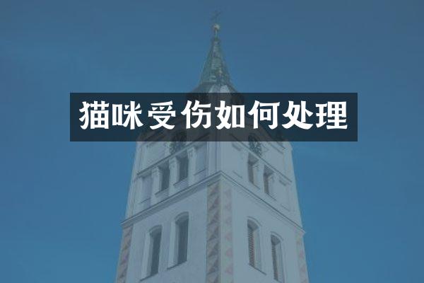 猫咪受伤如何处理