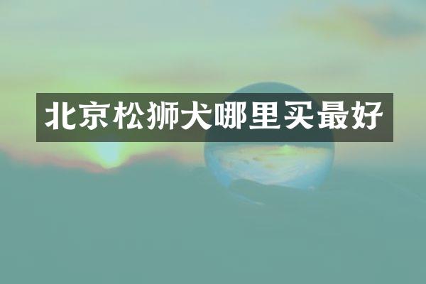 北京松狮犬哪里买最好