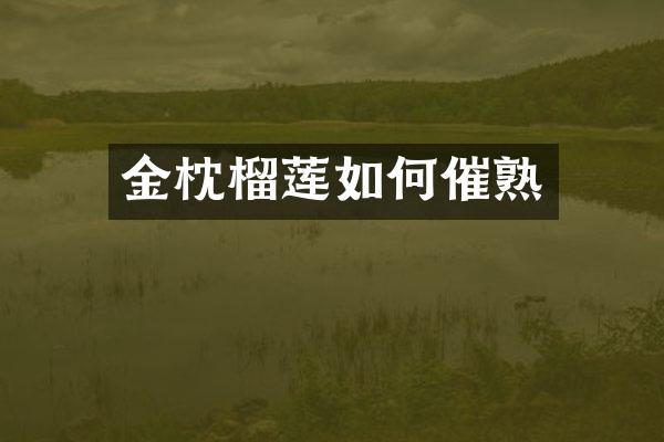 金枕榴莲如何催熟