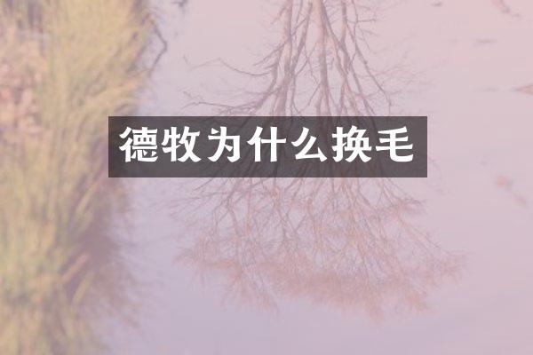 德牧为什么换毛