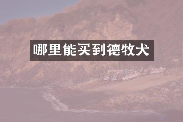 哪里能买到德牧犬