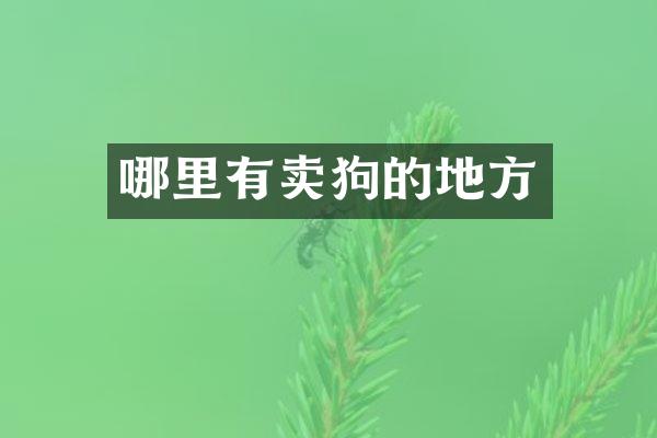 哪里有卖狗的地方