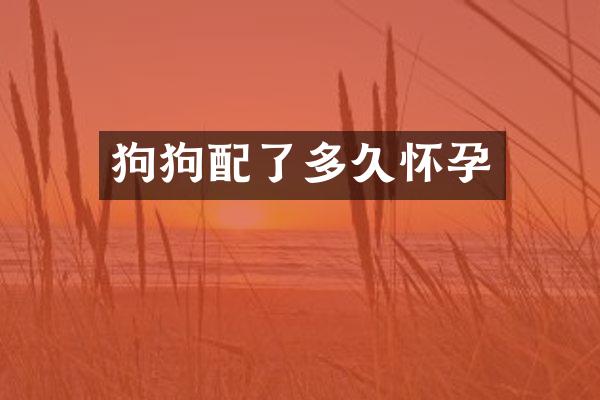 狗狗配了多久怀孕