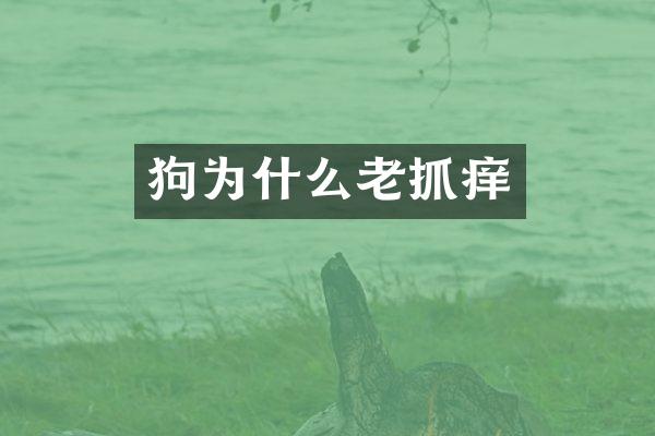 狗为什么老抓痒