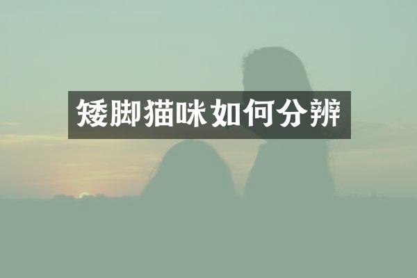 矮脚猫咪如何分辨