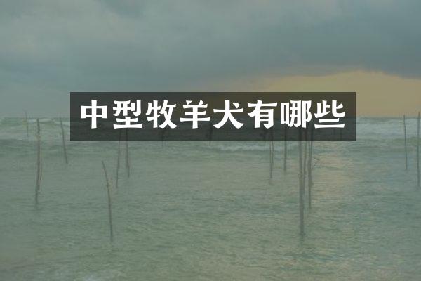 中型牧羊犬有哪些