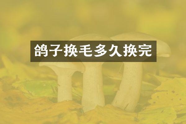 鸽子换毛多久换完