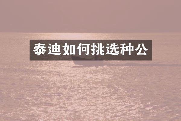 泰迪如何挑选种公