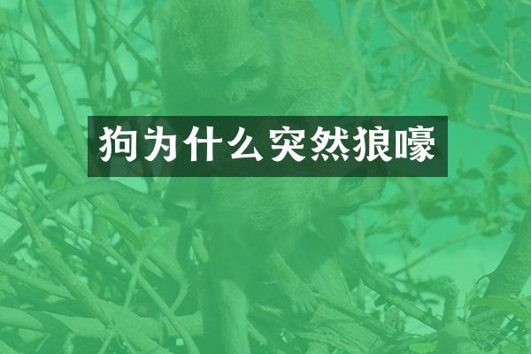 狗为什么突然狼嚎