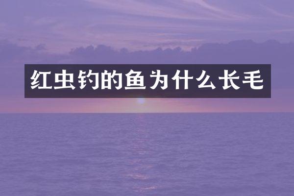红虫钓的鱼为什么长毛