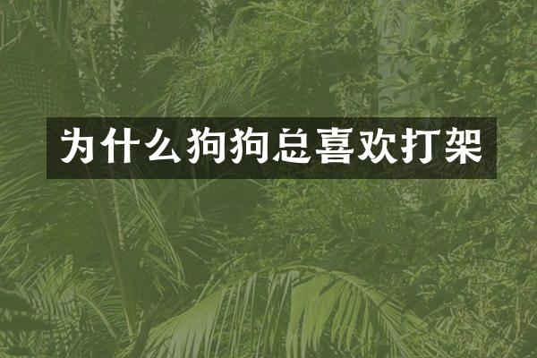 为什么狗狗总喜欢打架