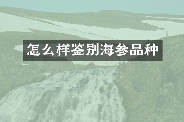 怎么样鉴别海参品种