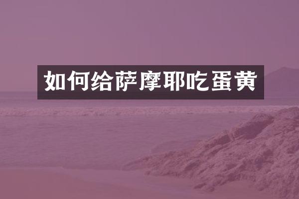 如何给萨摩耶吃蛋黄