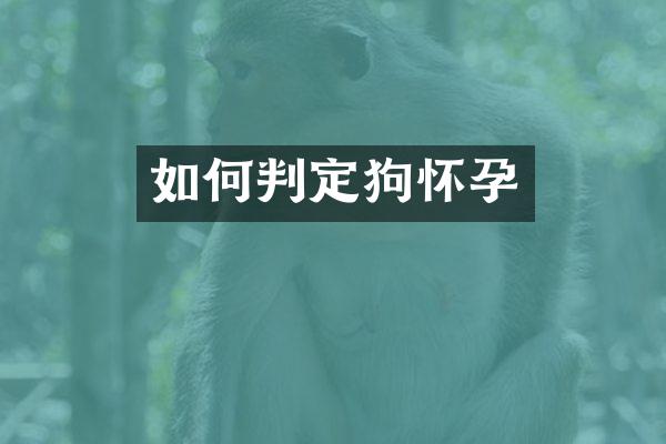 如何判定狗怀孕