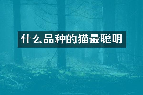 什么品种的猫最聪明